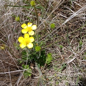 Ranunculus lappaceus at Dry Plain, NSW - 23 Nov 2024