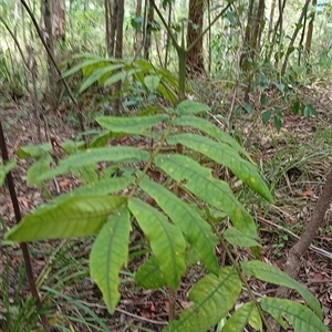 Diploglottis australis at Pipeclay, NSW by MVM