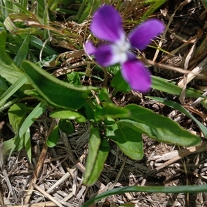 Viola betonicifolia at Dry Plain, NSW - 23 Nov 2024