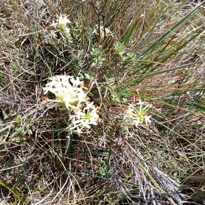 Pimelea (genus) (Rice Flower) at Dry Plain, NSW - 23 Nov 2024 by mahargiani