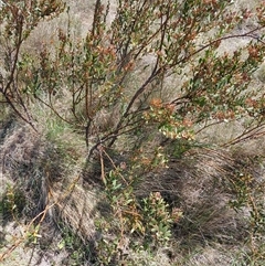 Daviesia mimosoides subsp. mimosoides at Dry Plain, NSW - 23 Nov 2024 by mahargiani