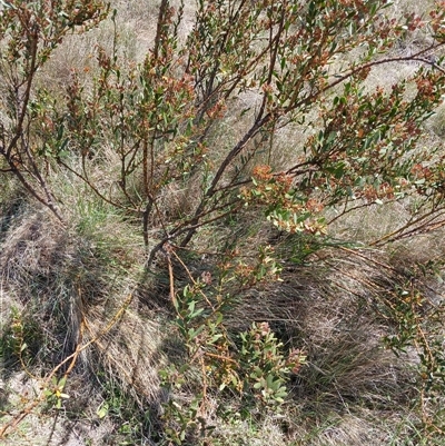 Daviesia mimosoides subsp. acris (Blunt-Leaf Bitter-Pea) at Dry Plain, NSW - 23 Nov 2024 by mahargiani