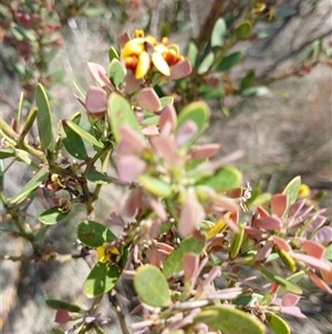 Daviesia mimosoides subsp. acris at Dry Plain, NSW - 23 Nov 2024