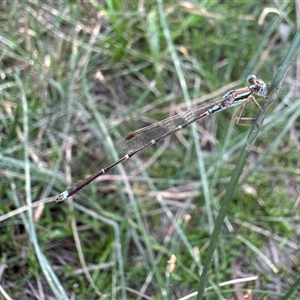 Austrolestes analis (Slender Ringtail) at Hackett, ACT by Pirom