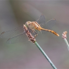 Diplacodes bipunctata (Wandering Percher) at Hackett, ACT - 23 Nov 2024 by Pirom