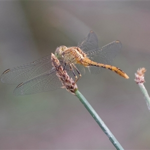 Diplacodes bipunctata (Wandering Percher) at Hackett, ACT by Pirom