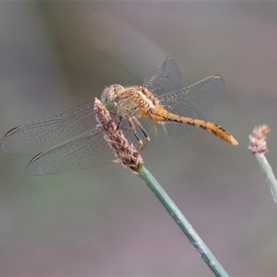 Diplacodes bipunctata (Wandering Percher) at Hackett, ACT - 23 Nov 2024 by Pirom