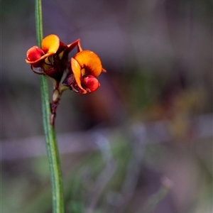 Daviesia alata at Penrose, NSW - suppressed