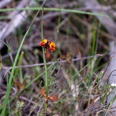 Daviesia alata at Penrose, NSW - 23 Nov 2024