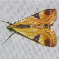 Talanga tolumnialis (Figleaf Moth) at Sheldon, QLD - 14 Mar 2008 by PJH123