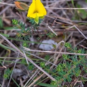 Gompholobium sp. at Penrose, NSW by Aussiegall