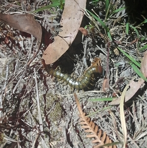 Cormocephalus aurantiipes at Uriarra, NSW - 23 Nov 2024