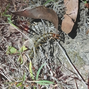 Cormocephalus aurantiipes at Uriarra, NSW - 23 Nov 2024