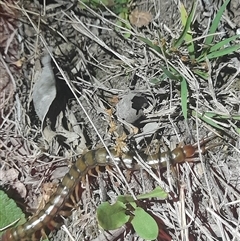 Cormocephalus aurantiipes at Uriarra, NSW - 23 Nov 2024