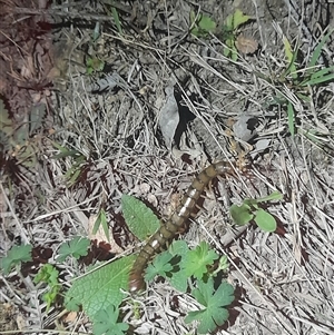 Cormocephalus aurantiipes at Uriarra, NSW - 23 Nov 2024 09:59 PM