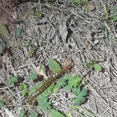 Cormocephalus aurantiipes at Uriarra, NSW - 23 Nov 2024 09:59 PM