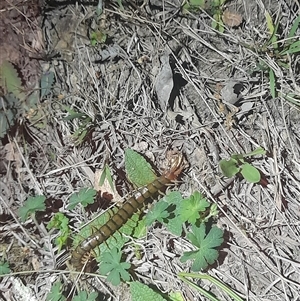 Cormocephalus aurantiipes at Uriarra, NSW - 23 Nov 2024