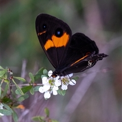 Tisiphone abeona (Varied Sword-grass Brown) at Penrose, NSW - 23 Nov 2024 by Aussiegall