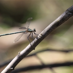 Austroargiolestes icteromelas at Uriarra, NSW - 23 Nov 2024