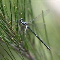 Austroargiolestes icteromelas at Uriarra, NSW - 23 Nov 2024