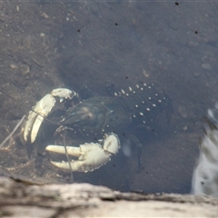 Euastacus armatus (Murray River Crayfish) at Uriarra, NSW - 23 Nov 2024 by VanceLawrence