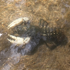 Euastacus armatus at Uriarra, NSW - 23 Nov 2024