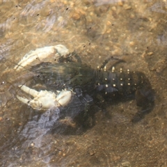 Euastacus armatus at Uriarra, NSW - 23 Nov 2024