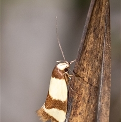 Chrysonoma fascialis (A Concealer moth (Wingia group) at Penrose, NSW - 23 Nov 2024 by Aussiegall