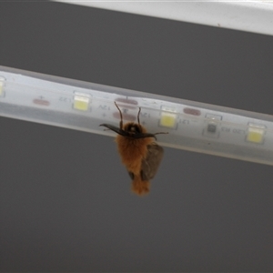 Lomera xanthochrysa (Lateral case moth) at Uriarra, NSW by VanceLawrence