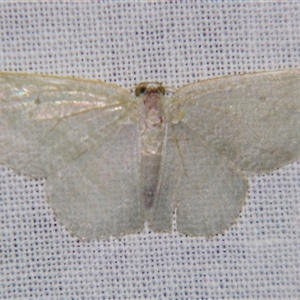 Poecilasthena thalassias at Sheldon, QLD - suppressed