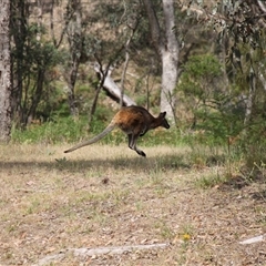 Notamacropus rufogriseus (Red-necked Wallaby) at Uriarra, NSW - 23 Nov 2024 by VanceLawrence