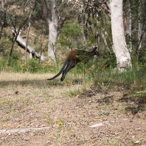 Notamacropus rufogriseus at Uriarra, NSW - 23 Nov 2024 02:50 PM