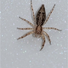 Helpis sp. (genus) (Unidentified Bronze Jumping Spider) at Penrose, NSW - 23 Nov 2024 by Aussiegall