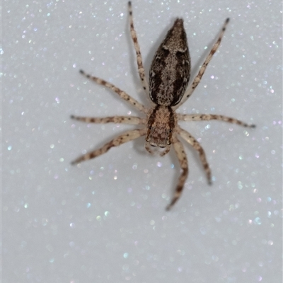 Helpis sp. (genus) (Unidentified Bronze Jumping Spider) at Penrose, NSW - 23 Nov 2024 by Aussiegall