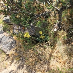 Bulbine glauca (Rock Lily) at Uriarra, NSW - 24 Nov 2024 by VanceLawrence