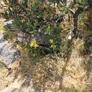 Bulbine glauca at Uriarra, NSW - 24 Nov 2024