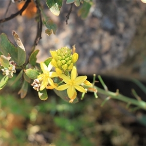 Bulbine glauca at Uriarra, NSW - 24 Nov 2024