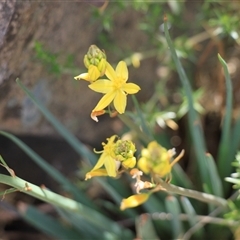 Bulbine glauca at Uriarra, NSW - 24 Nov 2024