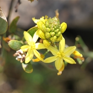 Bulbine glauca at Uriarra, NSW - 24 Nov 2024