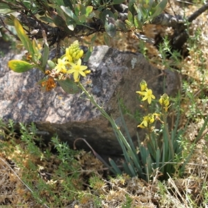 Bulbine glauca at Uriarra, NSW - 24 Nov 2024