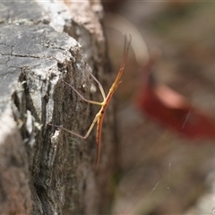 Unidentified Stick insect (Phasmatodea) at Uriarra, NSW - 24 Nov 2024 by VanceLawrence