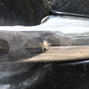 Oxyopes sp. (genus) at Uriarra, NSW - 24 Nov 2024 12:11 PM