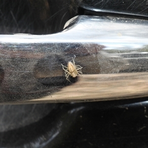 Oxyopes sp. (genus) at Uriarra, NSW - 24 Nov 2024