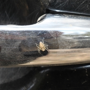 Oxyopes sp. (genus) at Uriarra, NSW - 24 Nov 2024