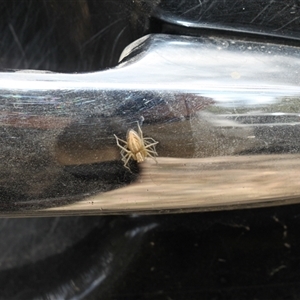 Oxyopes sp. (genus) at Uriarra, NSW - 24 Nov 2024