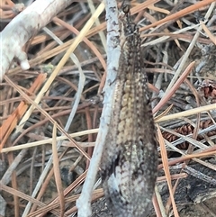 Glenoleon sp. (genus) at Bungendore, NSW - 24 Nov 2024 by clarehoneydove