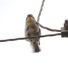 Pardalotus striatus (Striated Pardalote) at Mount Duneed, VIC - 24 Nov 2024 by WendyEM