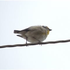 Pardalotus striatus at Mount Duneed, VIC - 24 Nov 2024