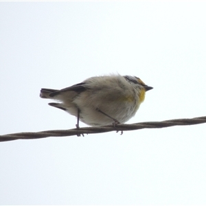 Pardalotus striatus at Mount Duneed, VIC - 24 Nov 2024