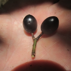 Tetrastigma nitens at Brinsmead, QLD - 13 Nov 2024